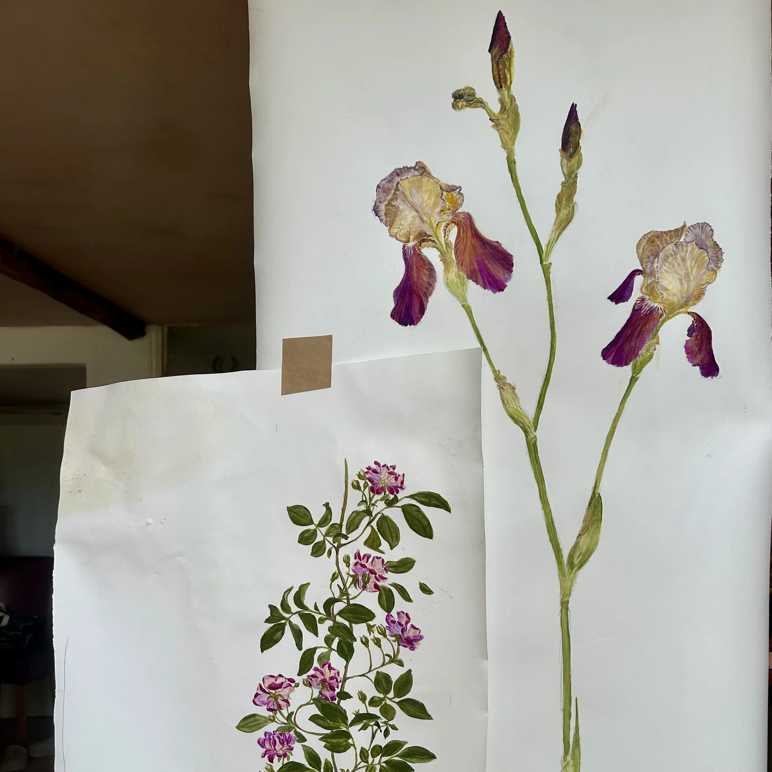 Katy's Botanical Blog