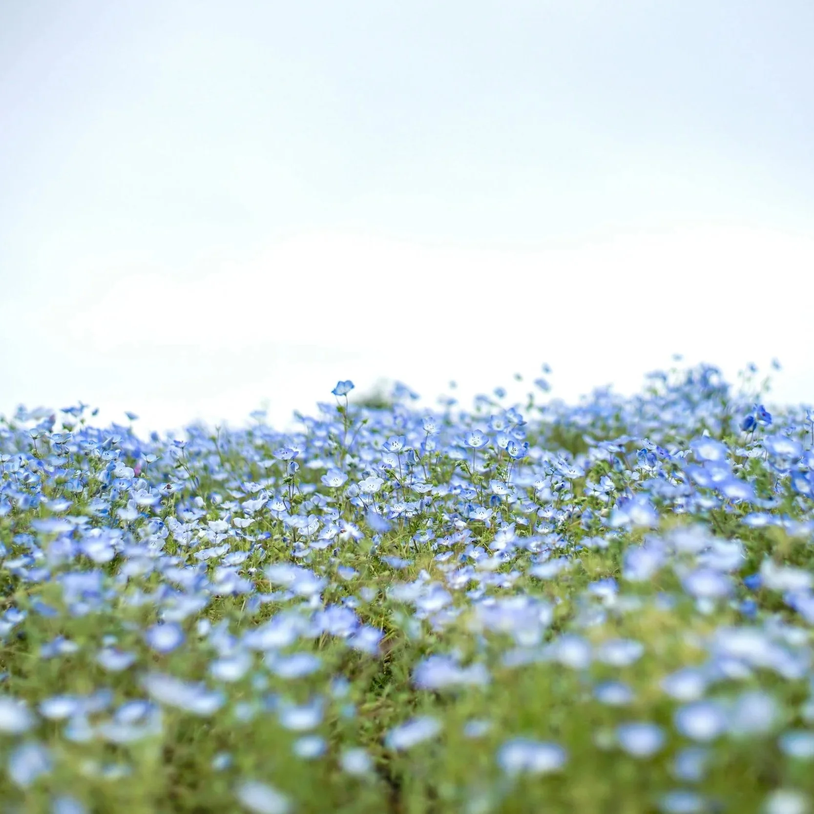 Flax field ready to be harvested and made into linen