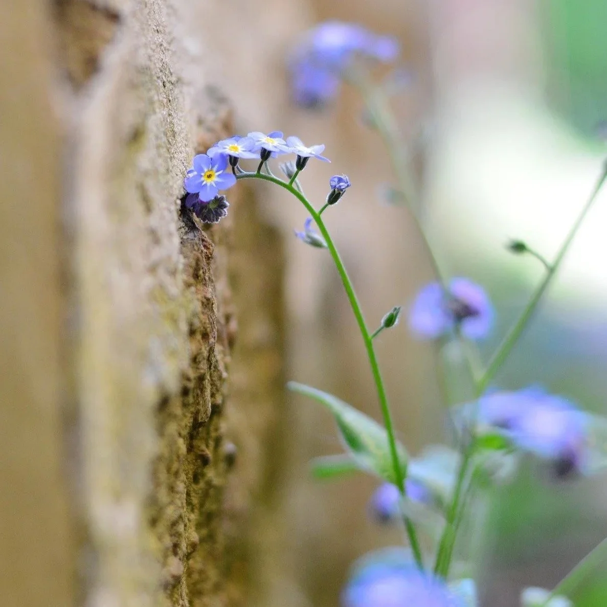 forget-me-not-stem-fibonacci-spiral.jpg