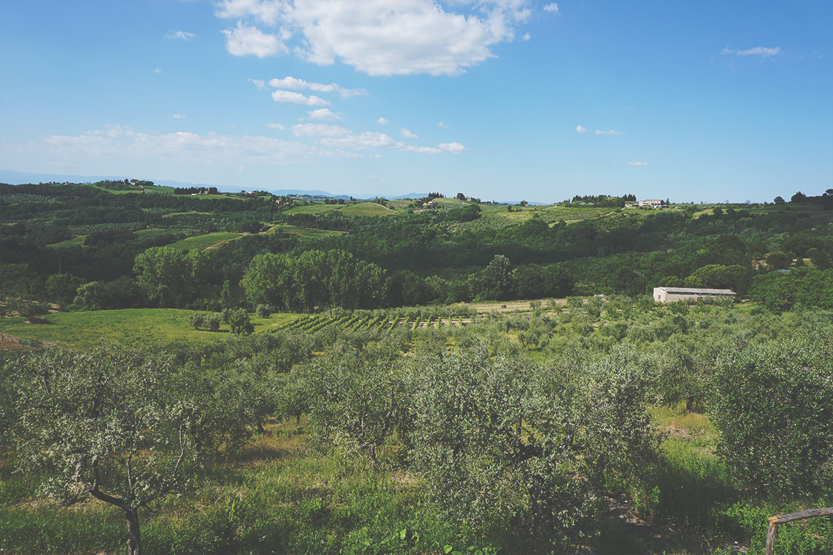 Veduta dalla terrazza dell'azienda