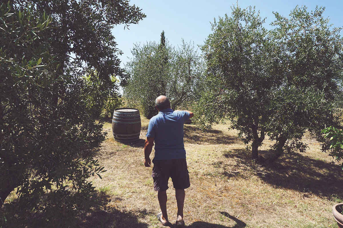 Giovanni Ammirabile cammina nel suo oliveto.