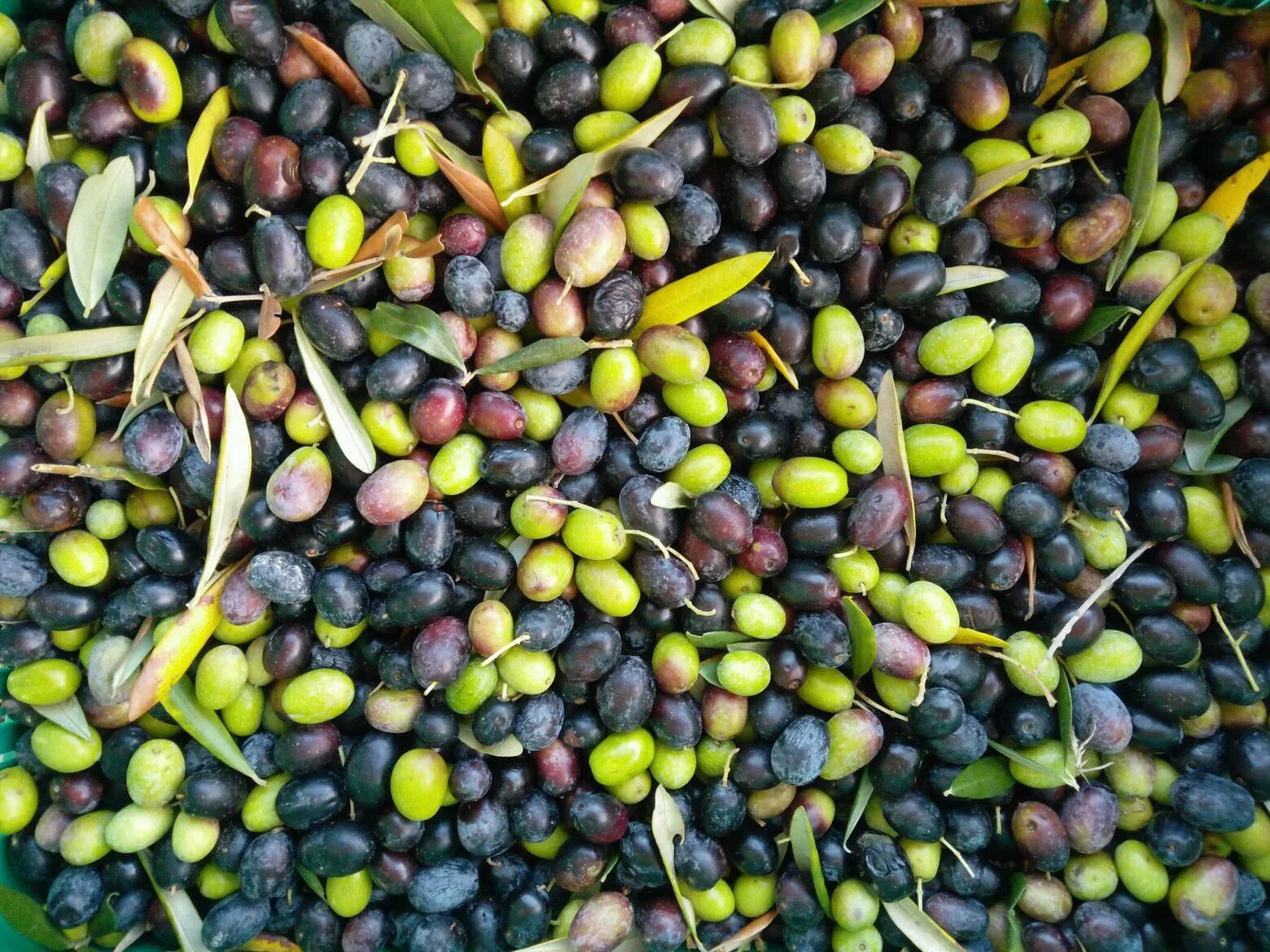 podere_lemniscata_olive.jpg