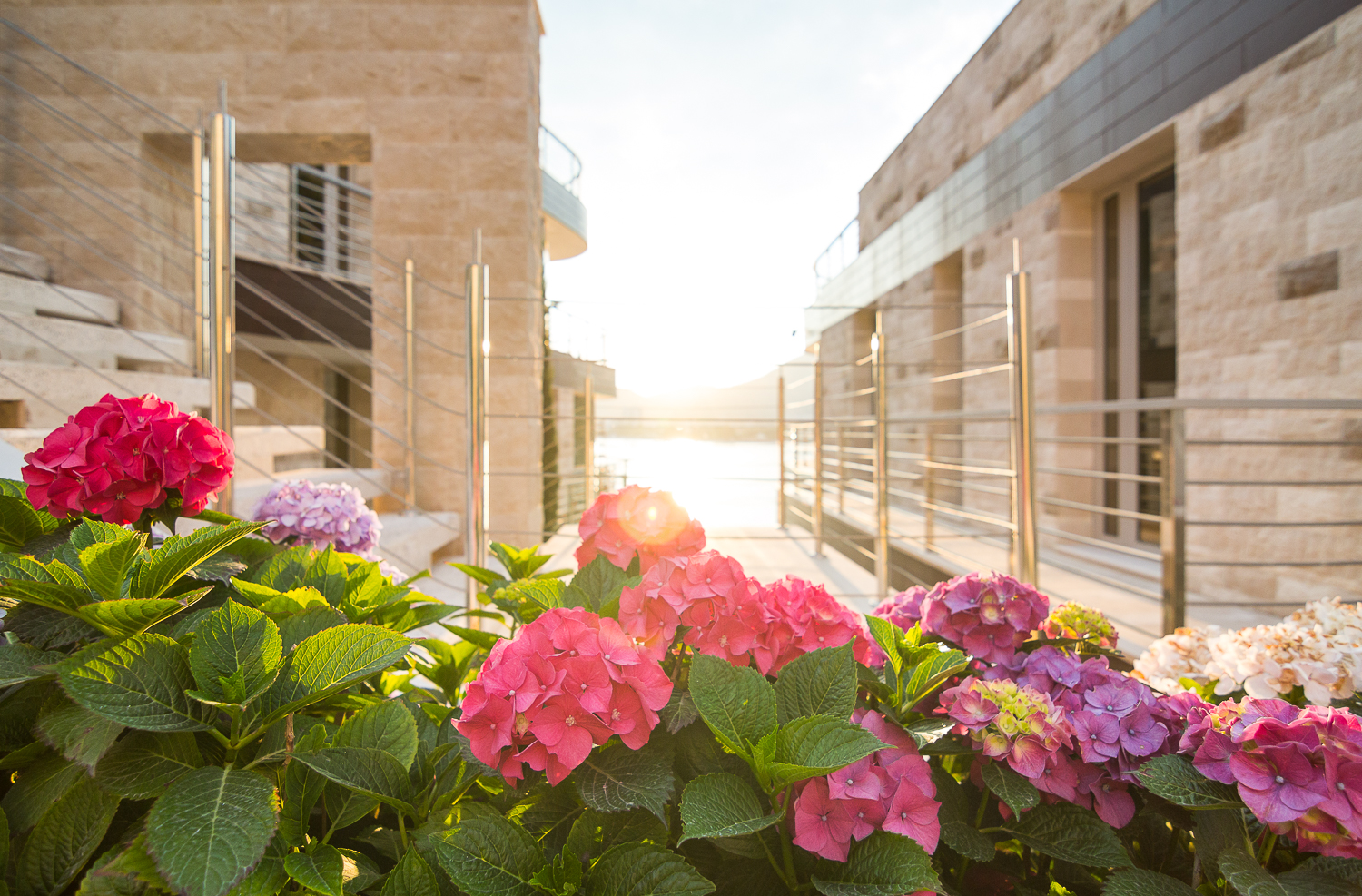Close up of landscaping in sunset