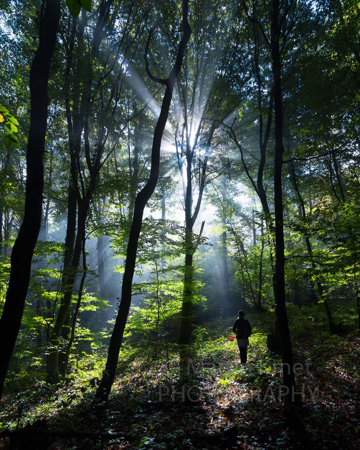 Mushroom hunters in the dreamy forest, Samobor area