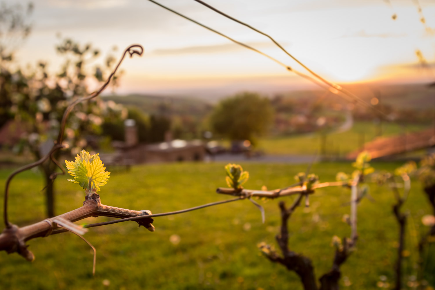Spring time in Bilogora, Bjelovar county