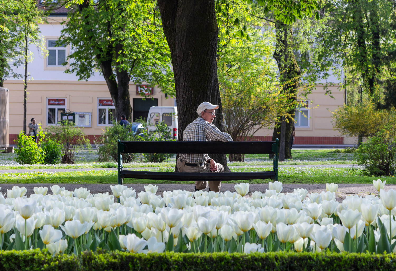 A full-of-flowers main square in Bjelovar
