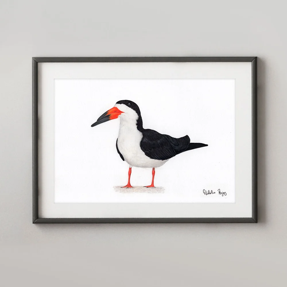 NR-Black_Skimmer.jpg