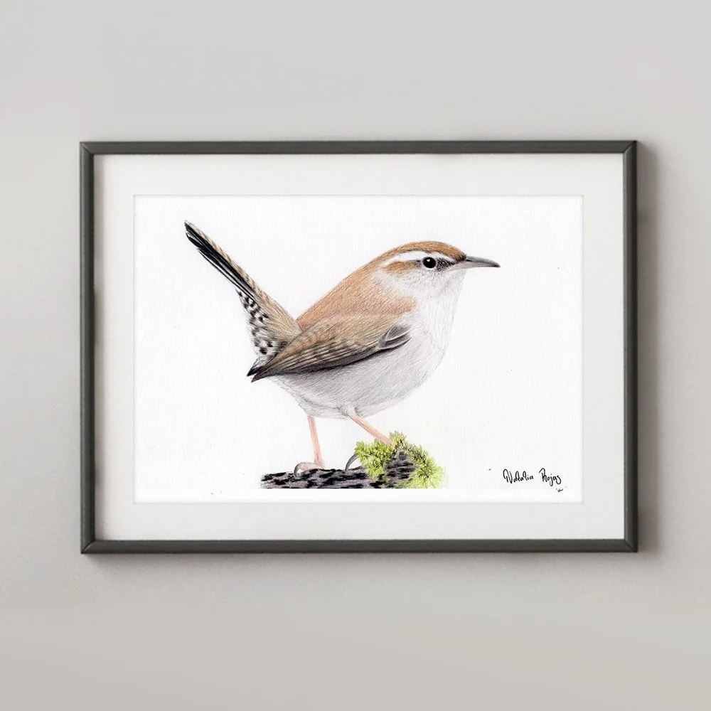 NR-Bewicks_Wren.jpg