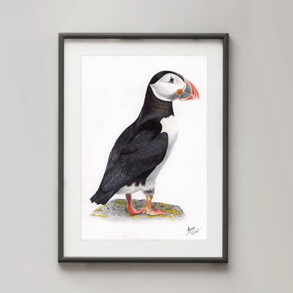 AJ-Atlantic_Puffin.jpg