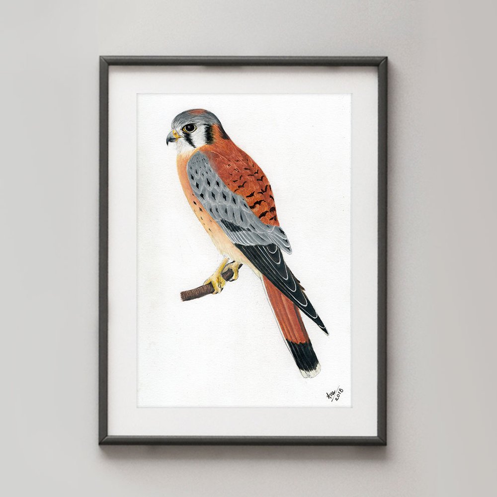 AJ-American_Kestrel.jpg