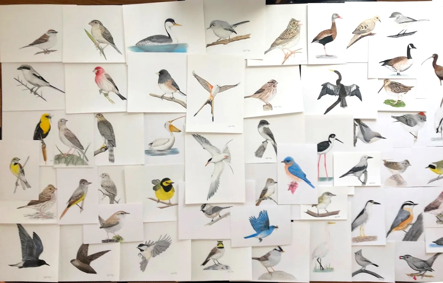 Wingspan illustrations - Natalia Rojas