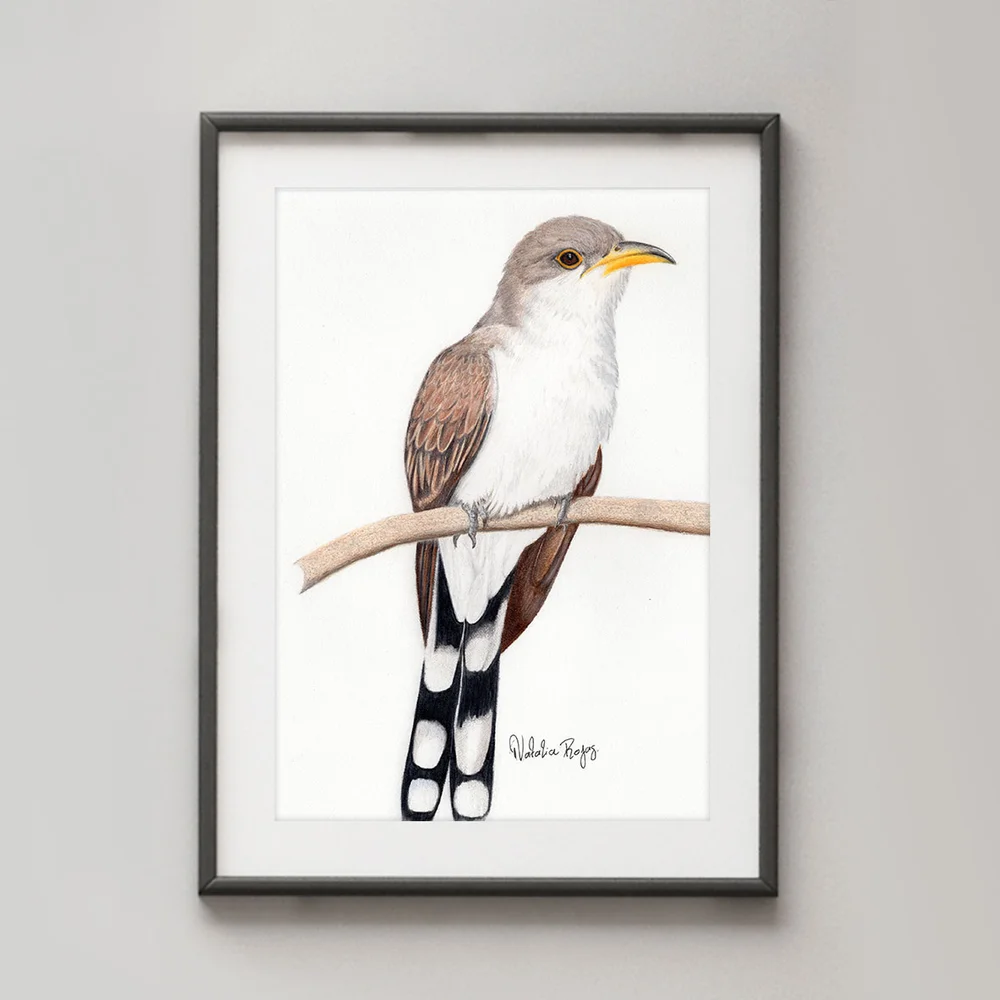 111NR-Yellow-billed_Cuckoo.jpg