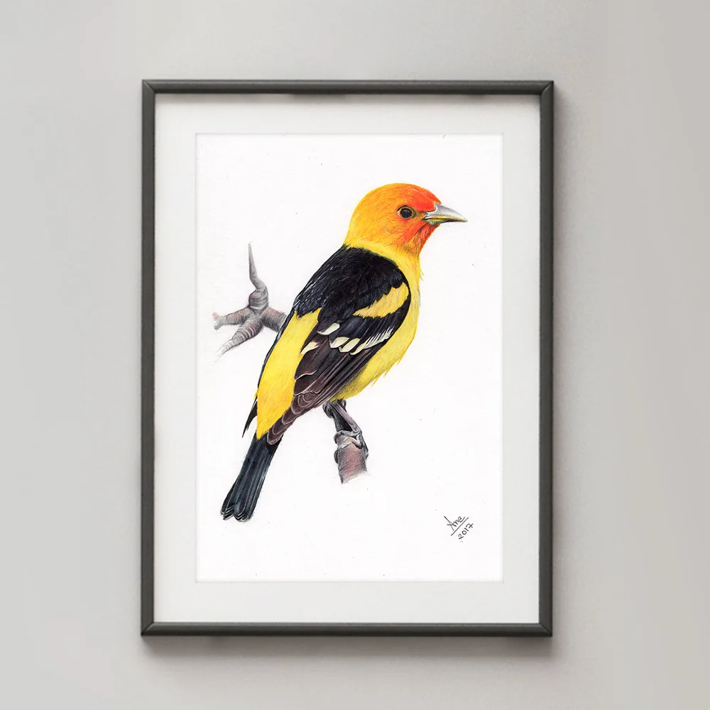 111AJ-Western_Tanager.jpg