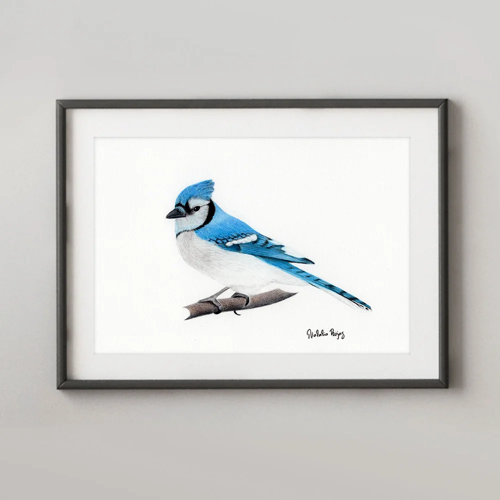 NR-Bluejay.jpg