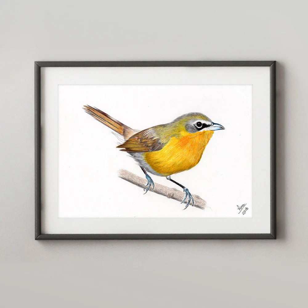 AJ-Yellow-breasted_Chat.jpg