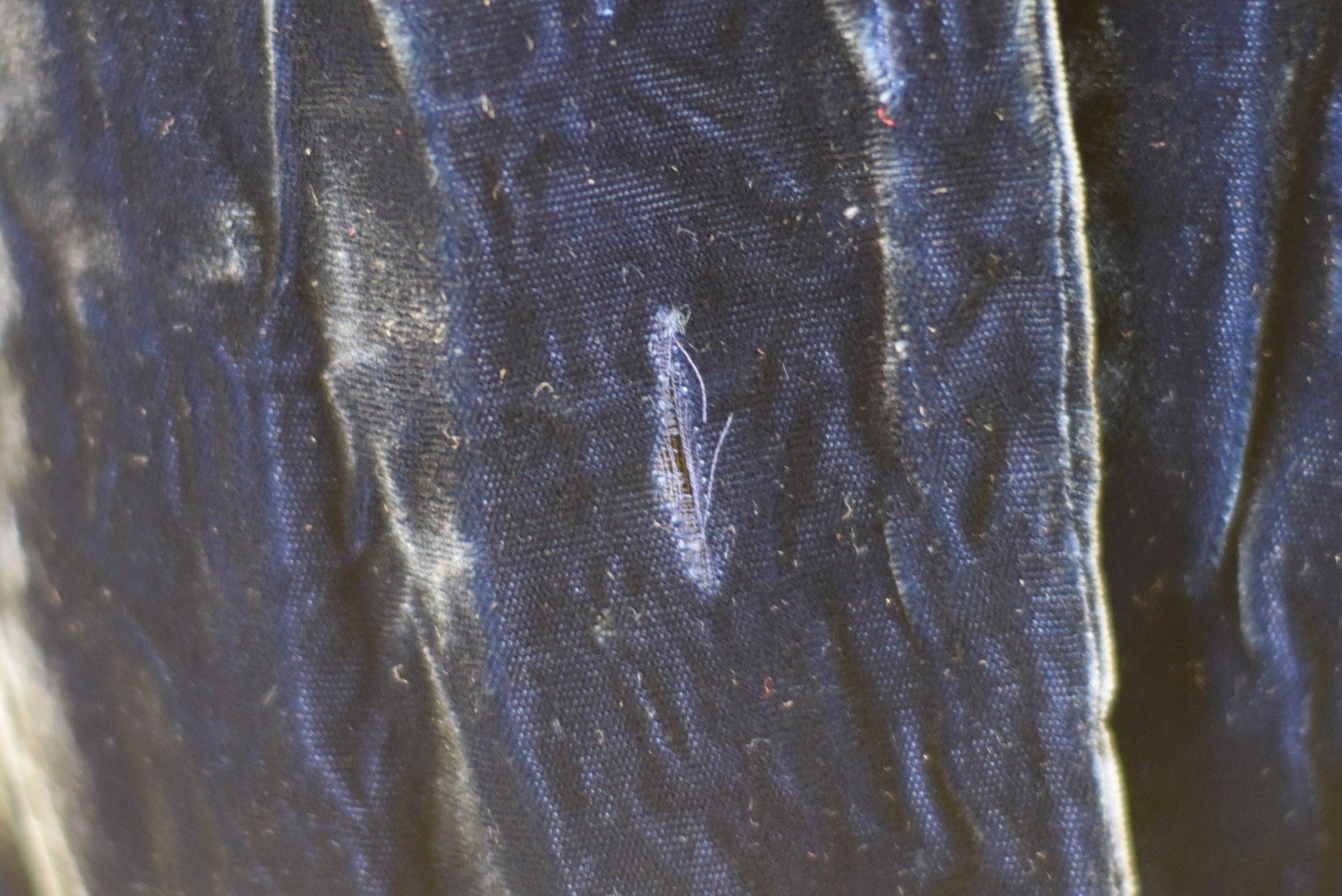 DSC_0451.jpeg