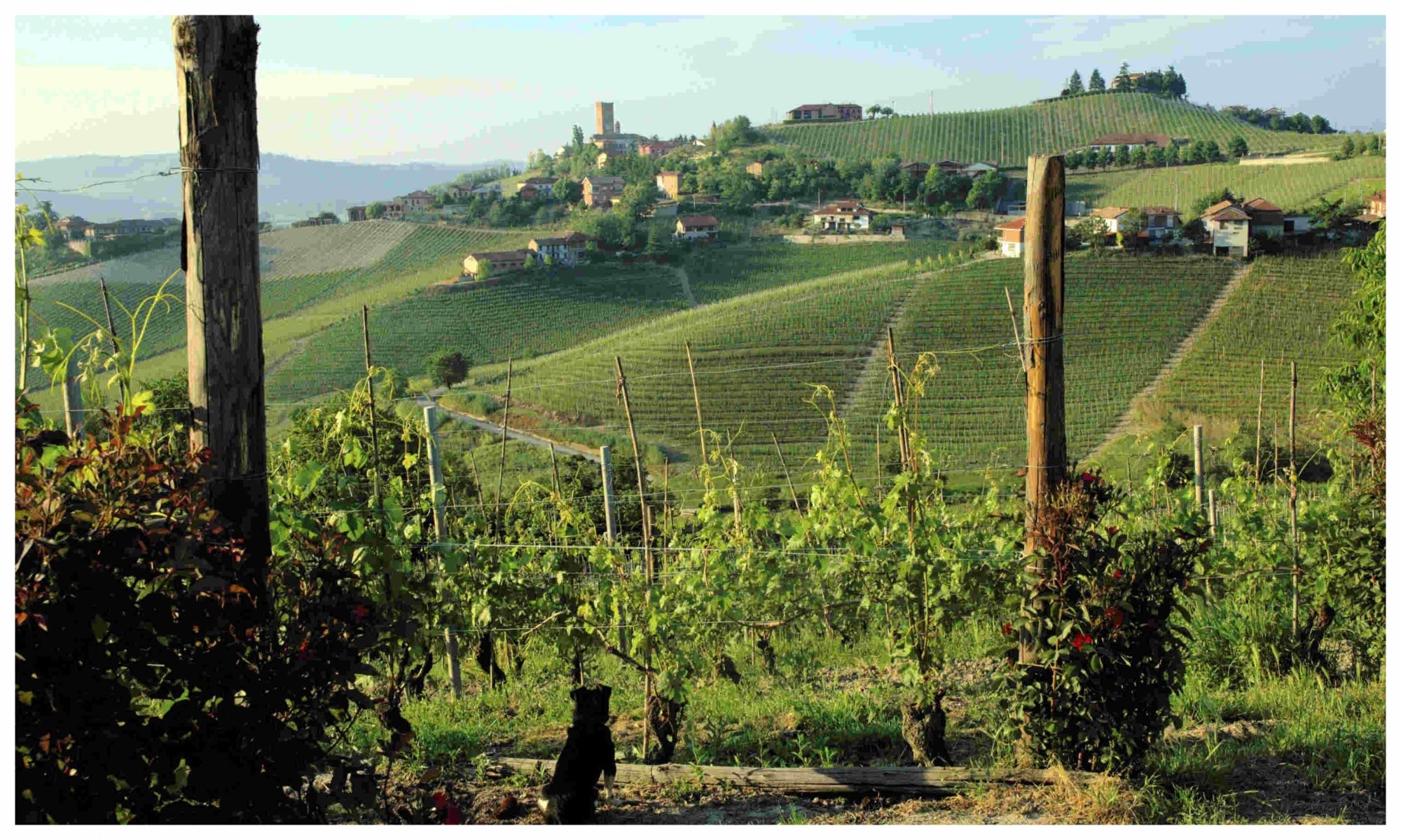 cropped-anche_il_piccolo_cane_ammira_le_vigne_e_il_paese_di_Barbaresco_sullo_sfondo_0131bis-1.jpg