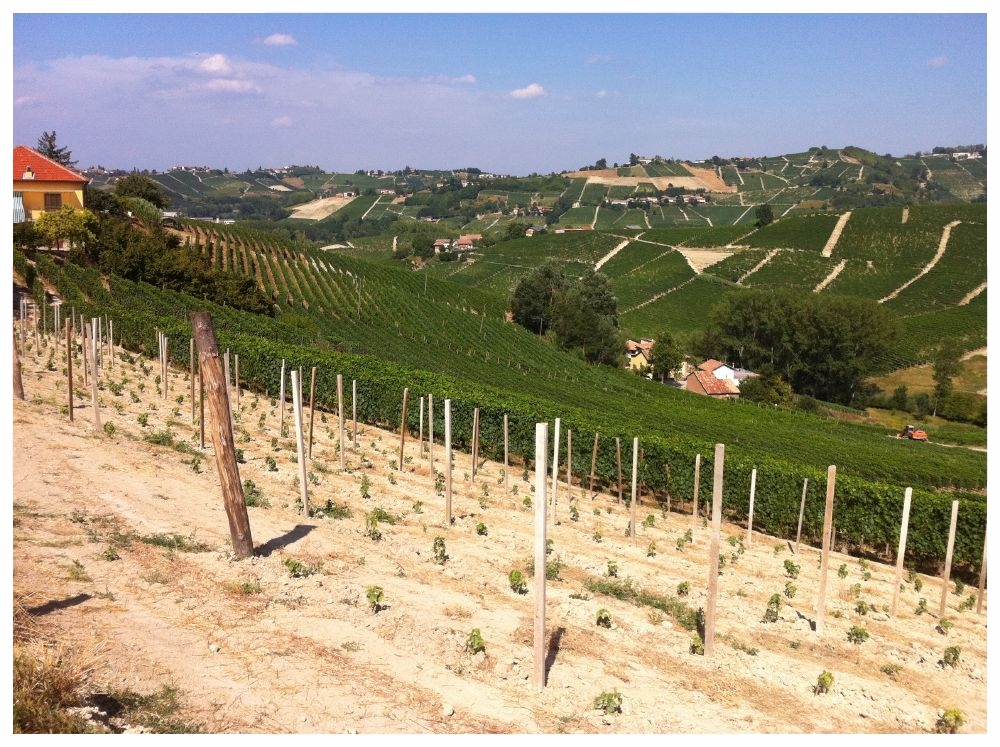 castiglione tinella moscato d'asti langhe e roero turismo percorsi.jpg