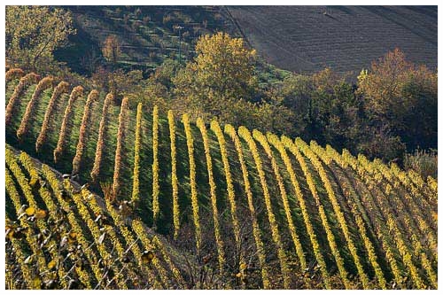 mango-vineyards.jpg