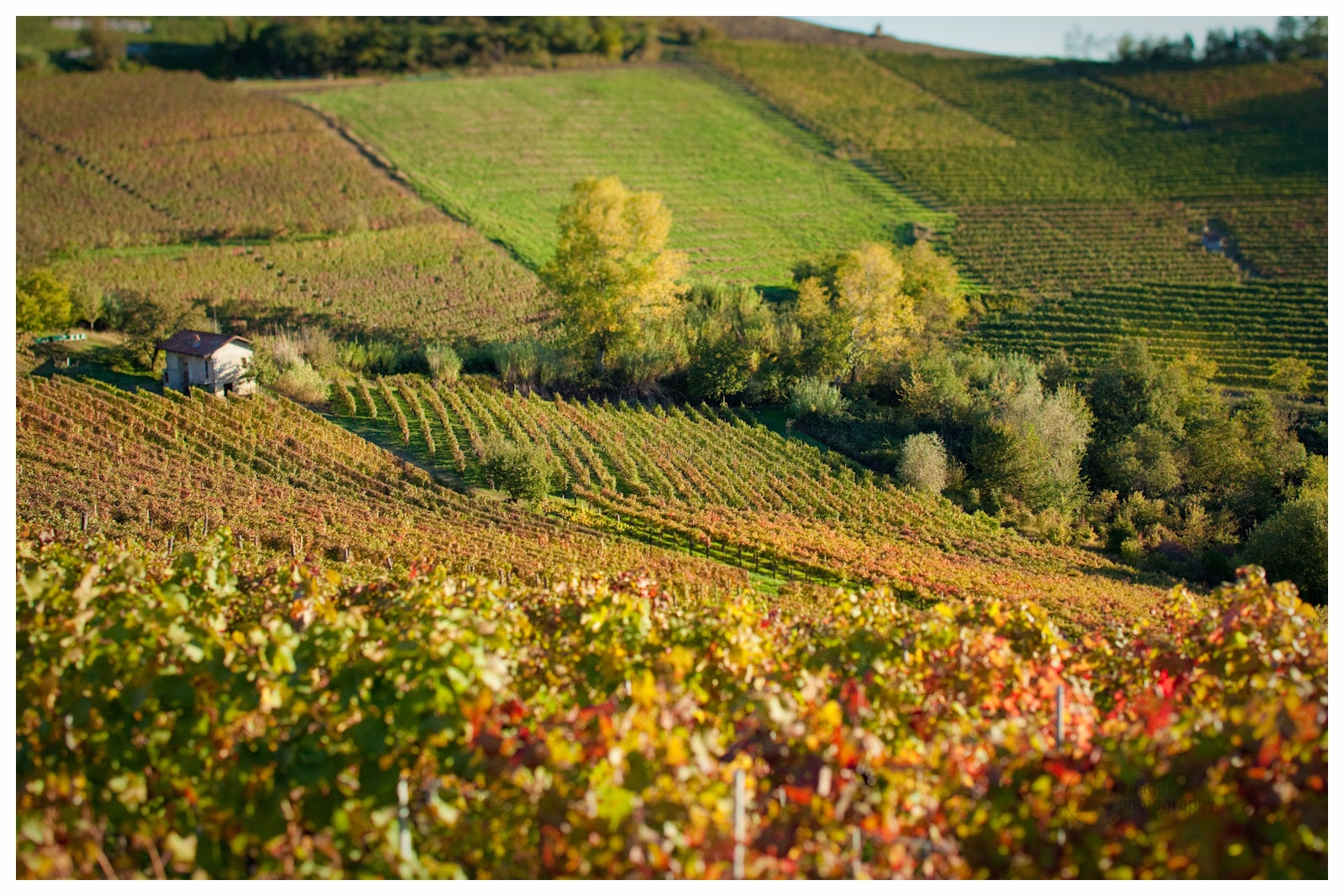 Montelupo-albese LANGHE ROERO COMUNE PIEMONTE TURISMO COSA FARE.jpg