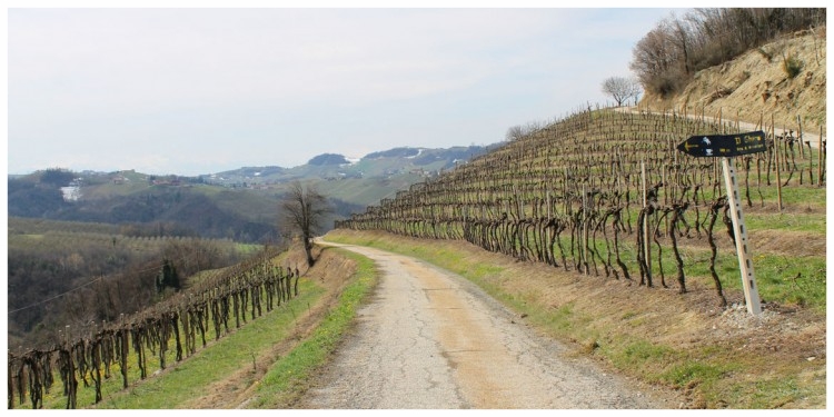 MONTELUPO ALBESE PANORAMI LANGHE ROERO PERCORSI NATURA.jpg