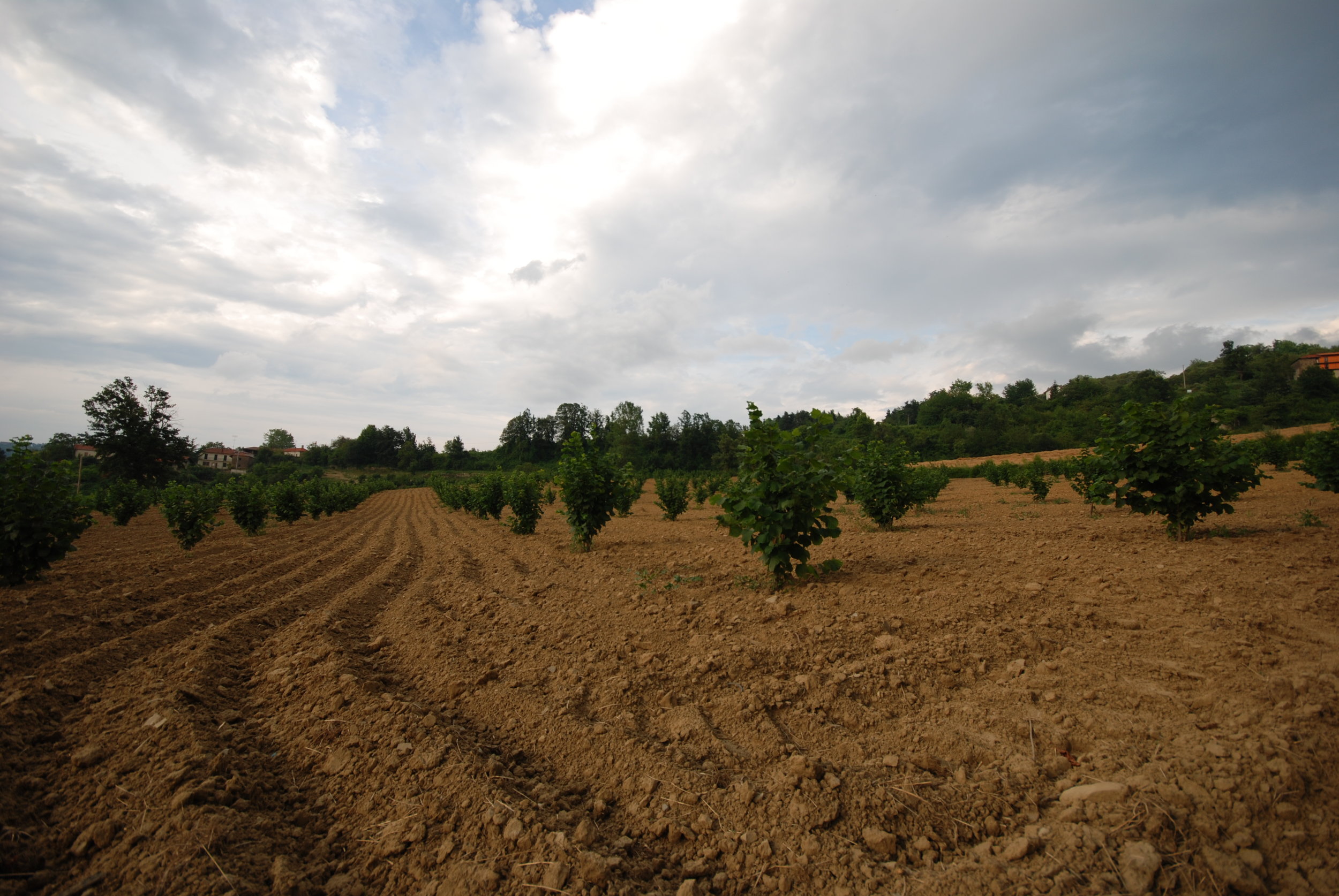 SAN BENEDETTO BELBO LANGHE ROERO TOUR.jpg