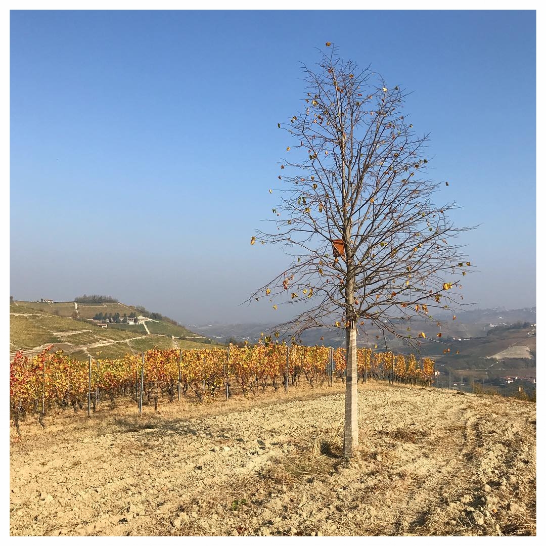 SINIO COMUNE LANGHE ROERO PIEMONTE TURISMO NATURA TOUR.jpg