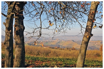 COLLINE LANGHE E ROERO SINIO.jpg