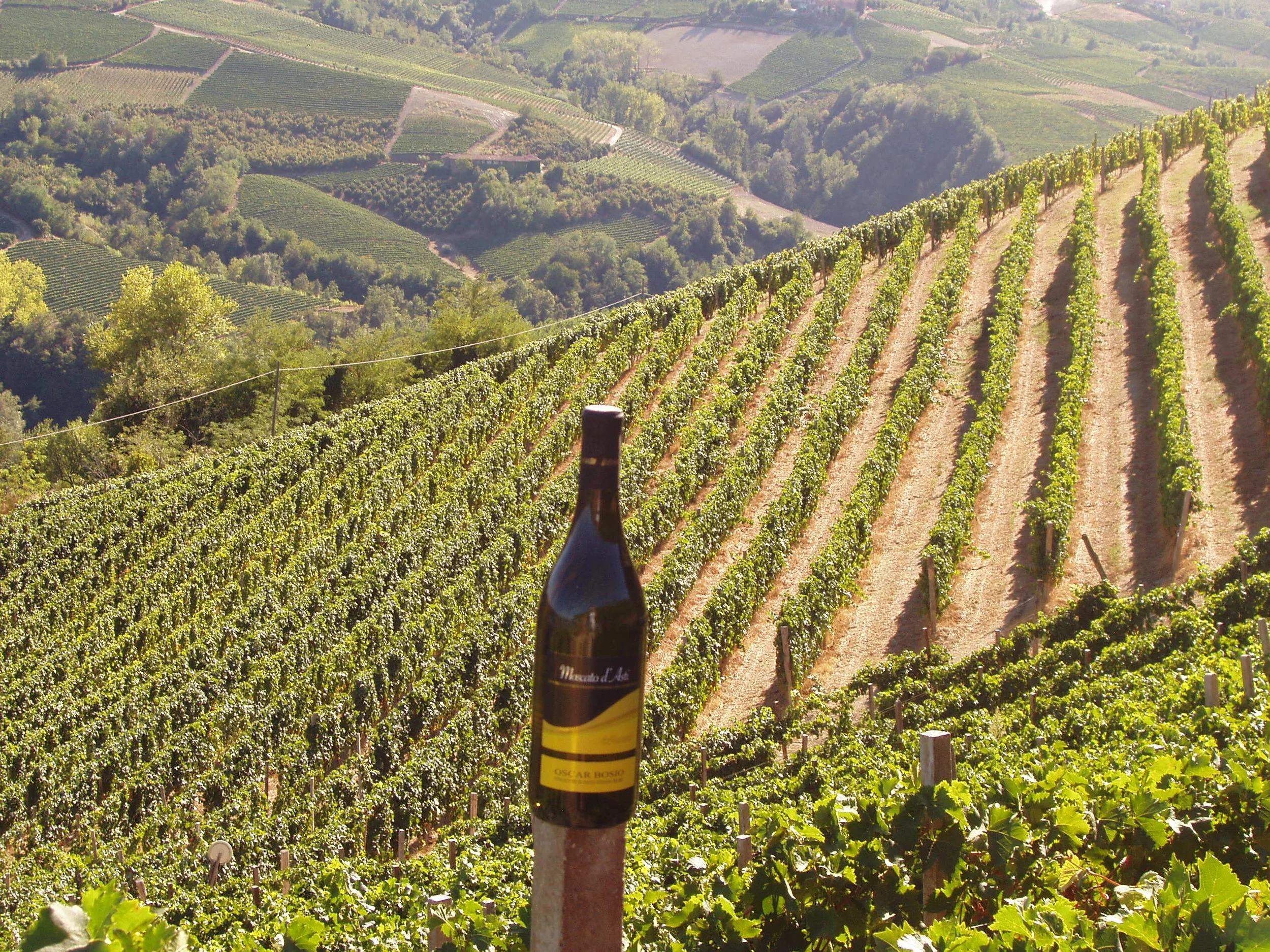 VENDEMMIA-SANTO STEFANO BELBO.jpg