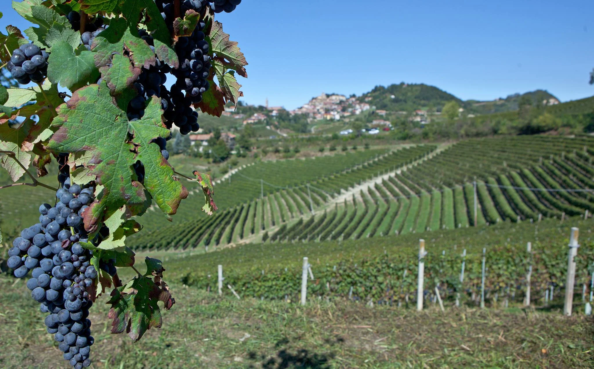 cantine piemonte langhe e roero vini MONFORTE D'ALBA MOSCONE.jpg