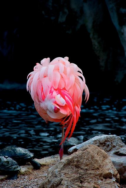 photo via pinterest