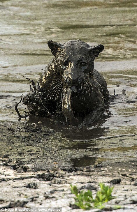 304D275400000578-0-The_Leopard_surfaces_covered_in_mud_fish_in_mouth_-a-54_1453132400514.jpg