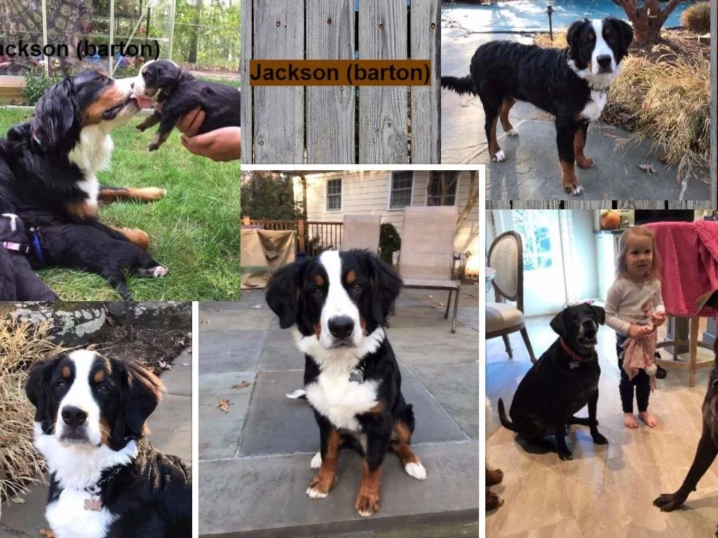 Jackson (Barton) montage.jpg