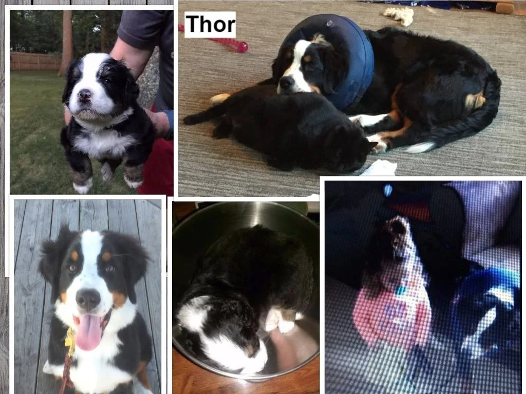 Thor Montage.jpg