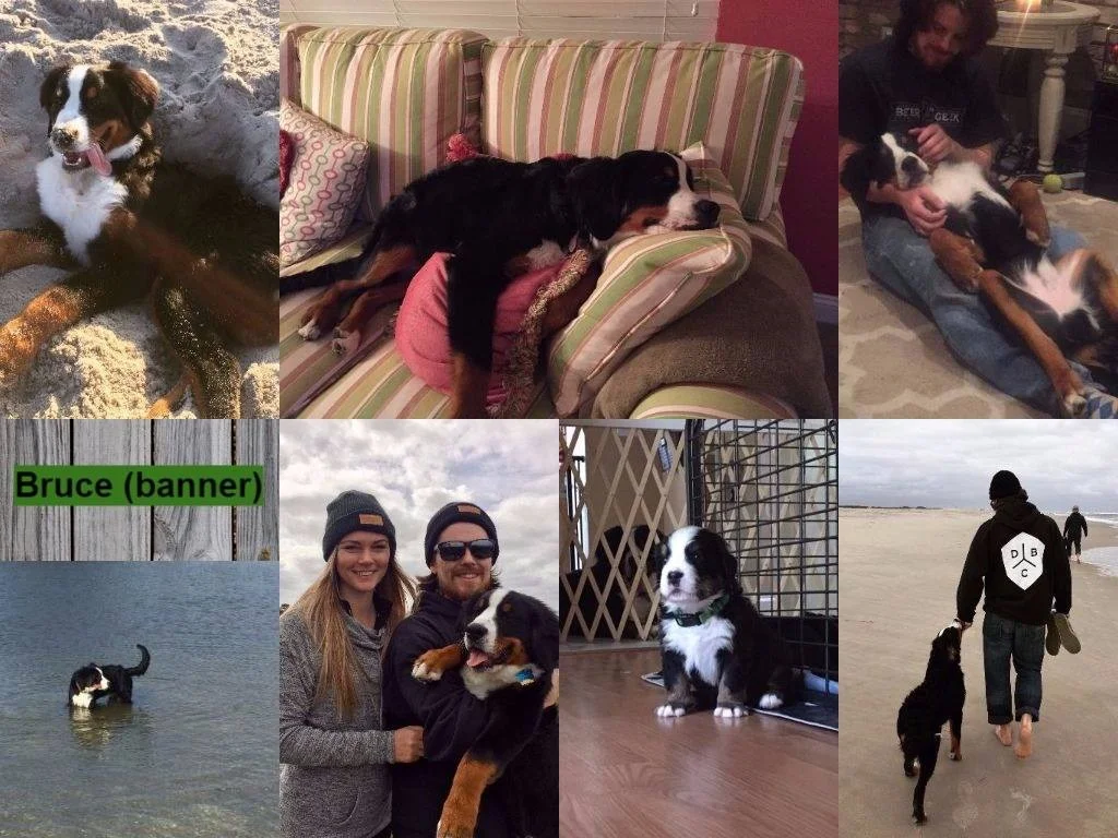 Bruce (Banner).jpg