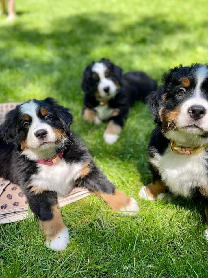 puppies.jpg