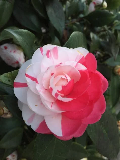 Camellia