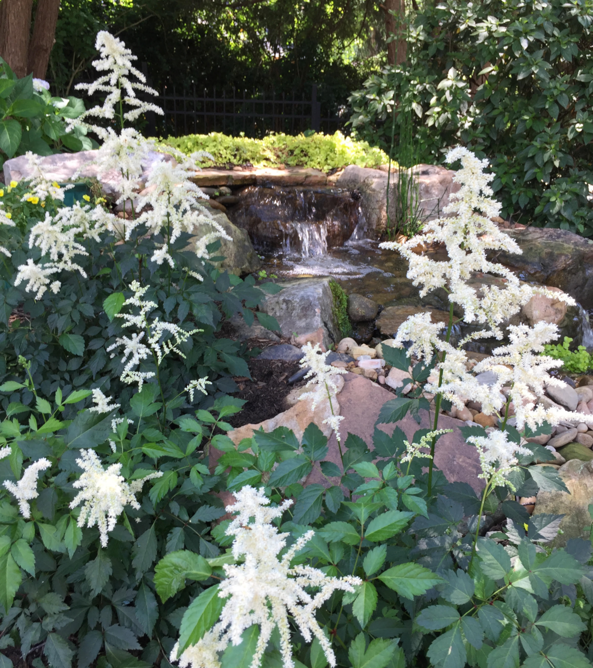 Pondless Waterfall with Deutschland Astilbe