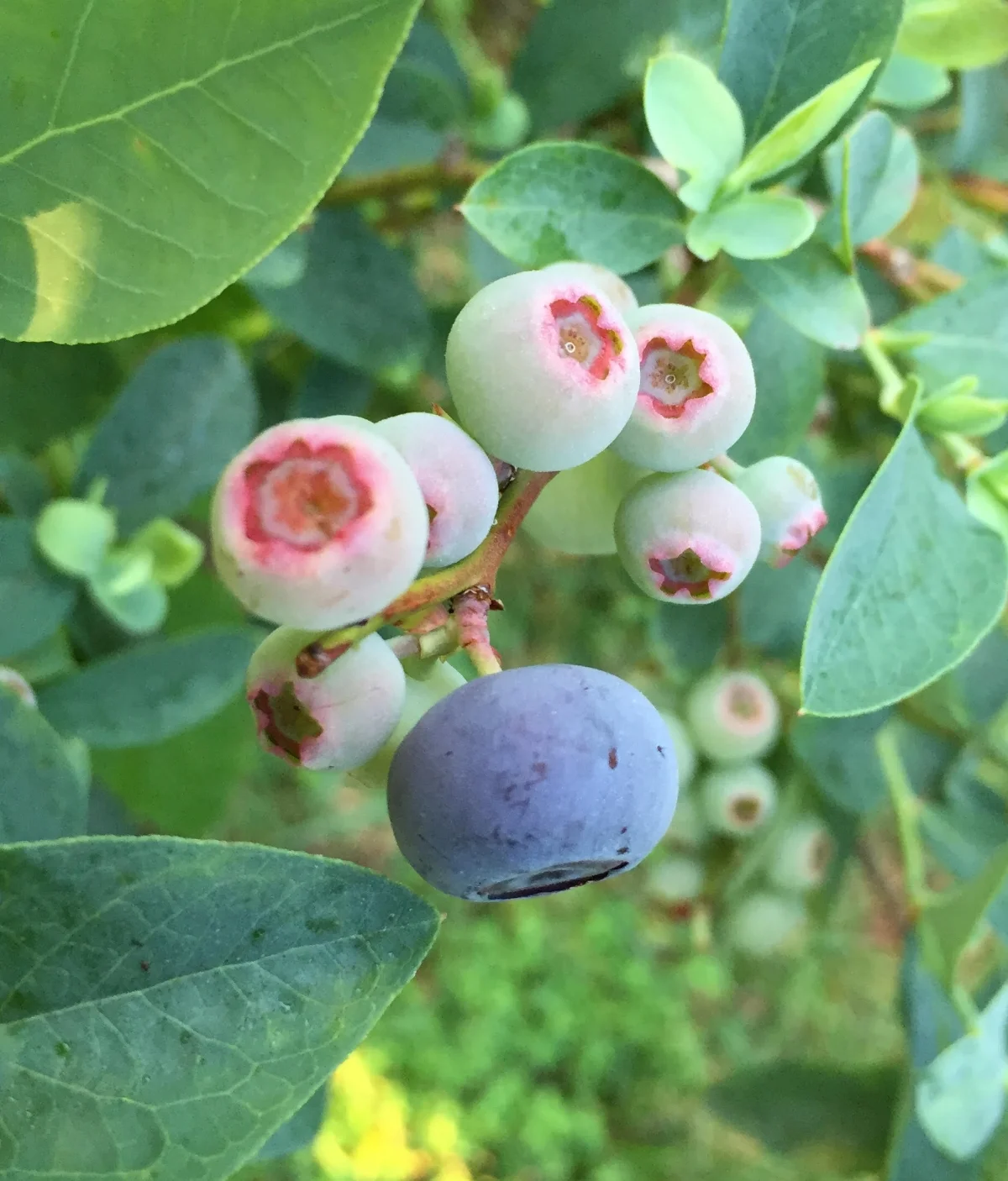 Edible Landscaping