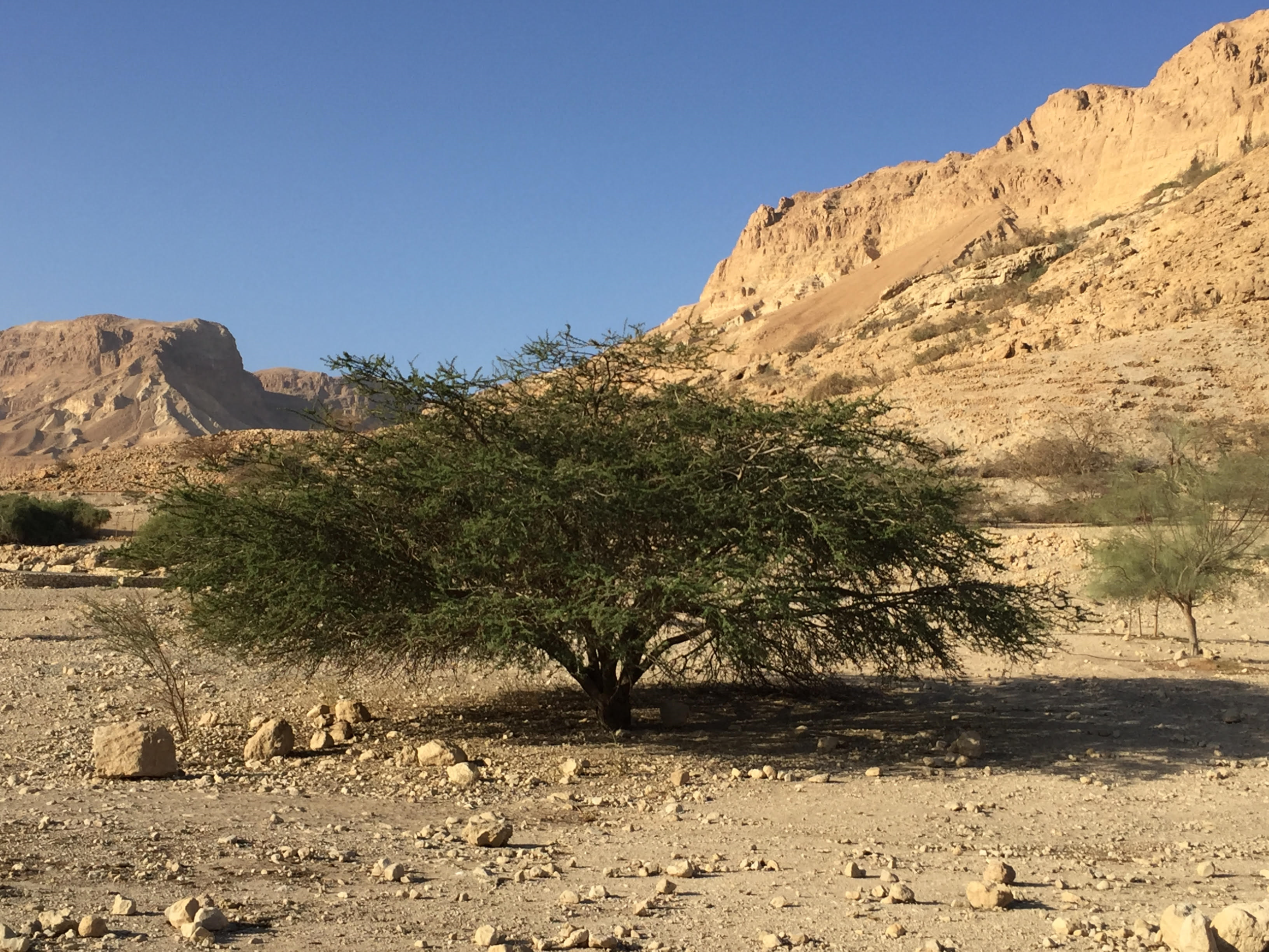 Acacia Tree in the Negev - photo by P. Schwartz