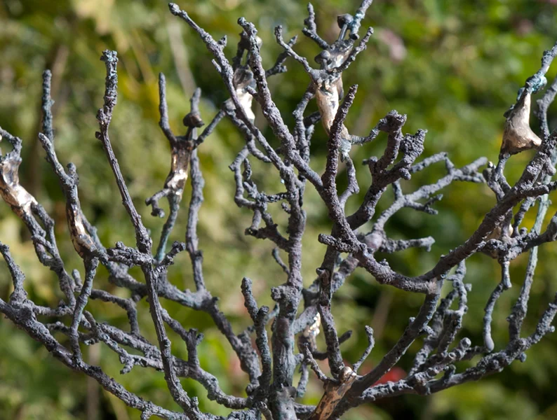03. Tree of Life Image 2 - Copy.jpg