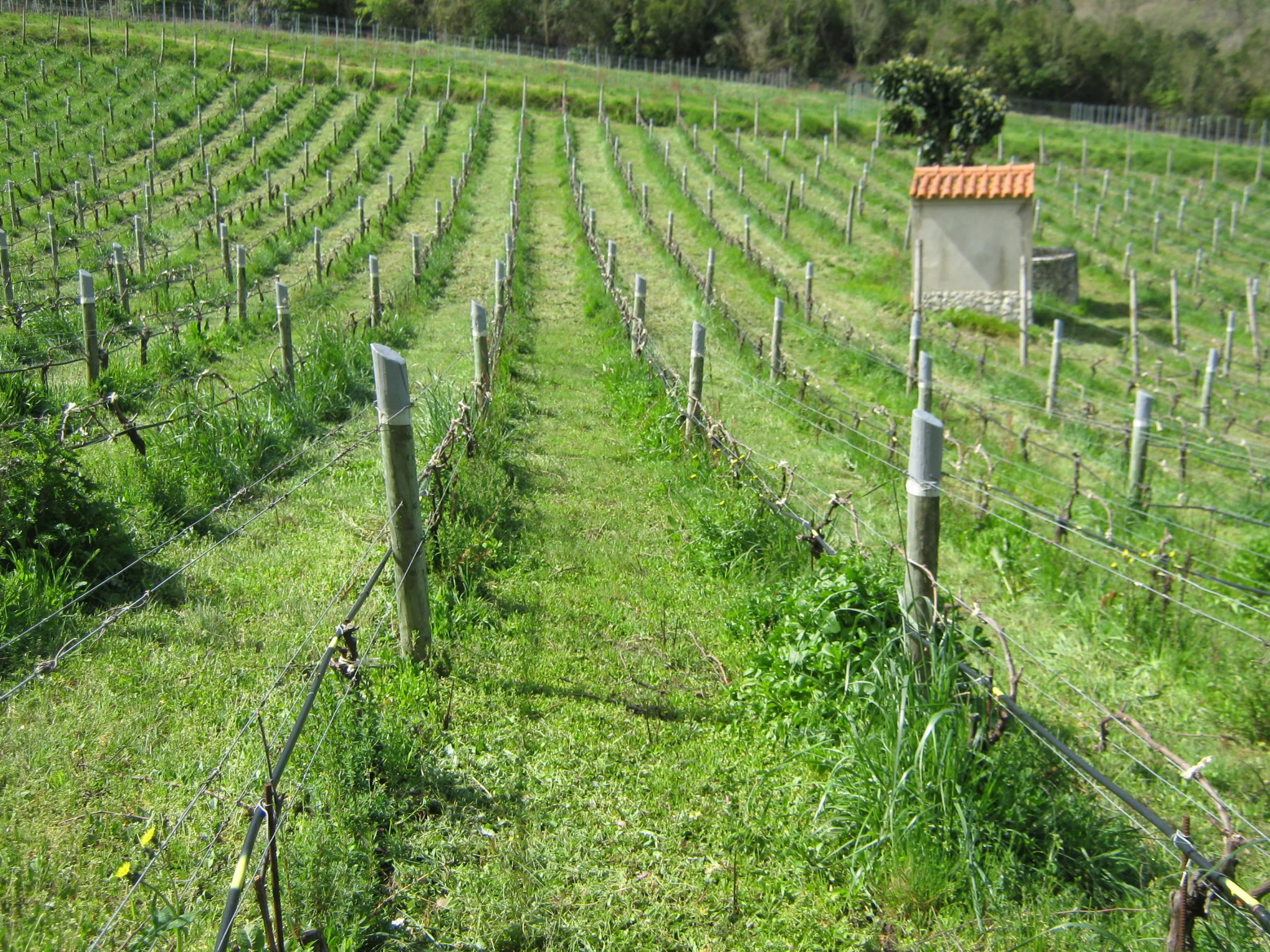 Pruning season