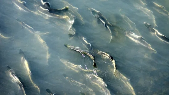 Just a fish trying to swim upstream