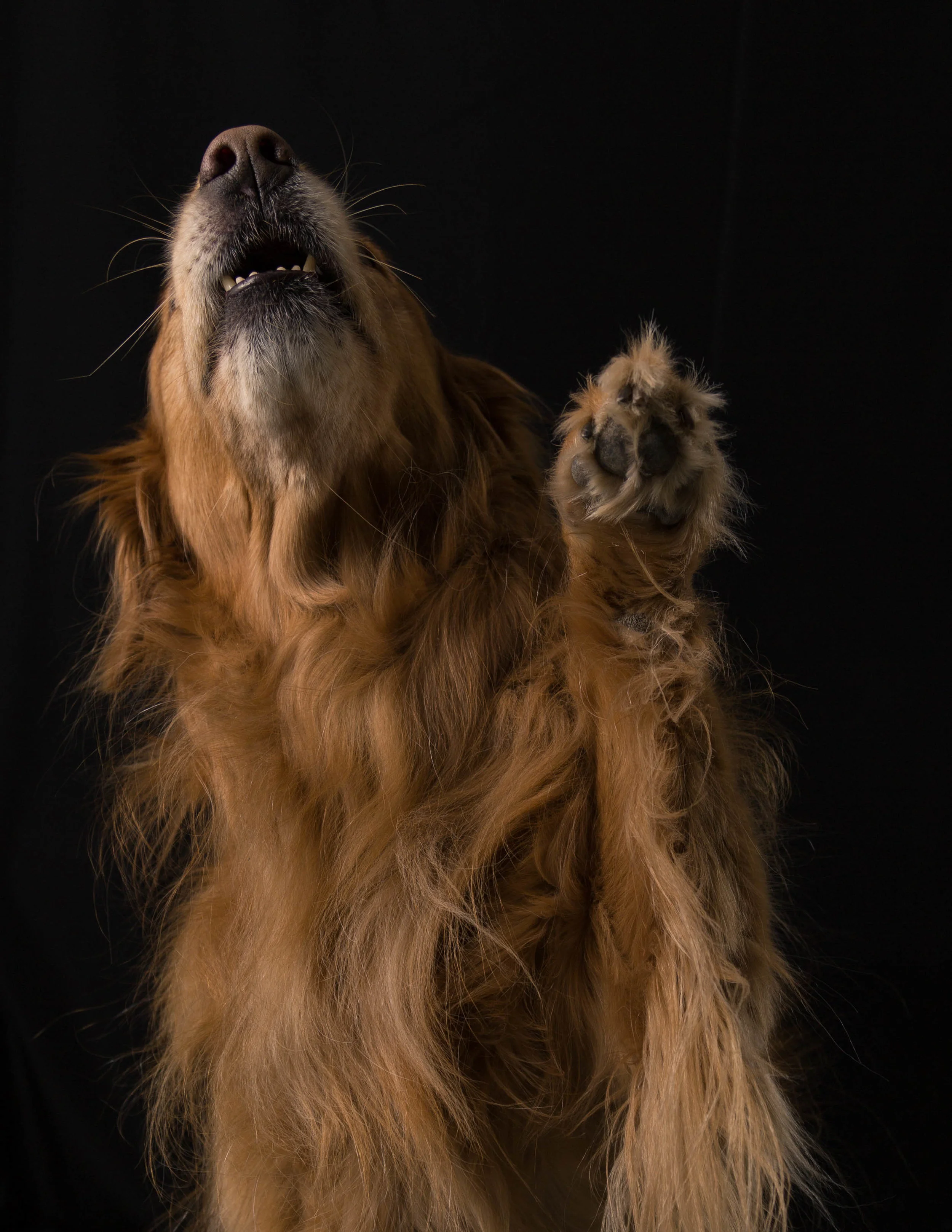 Bently Portrait_NM_0311_019.jpg