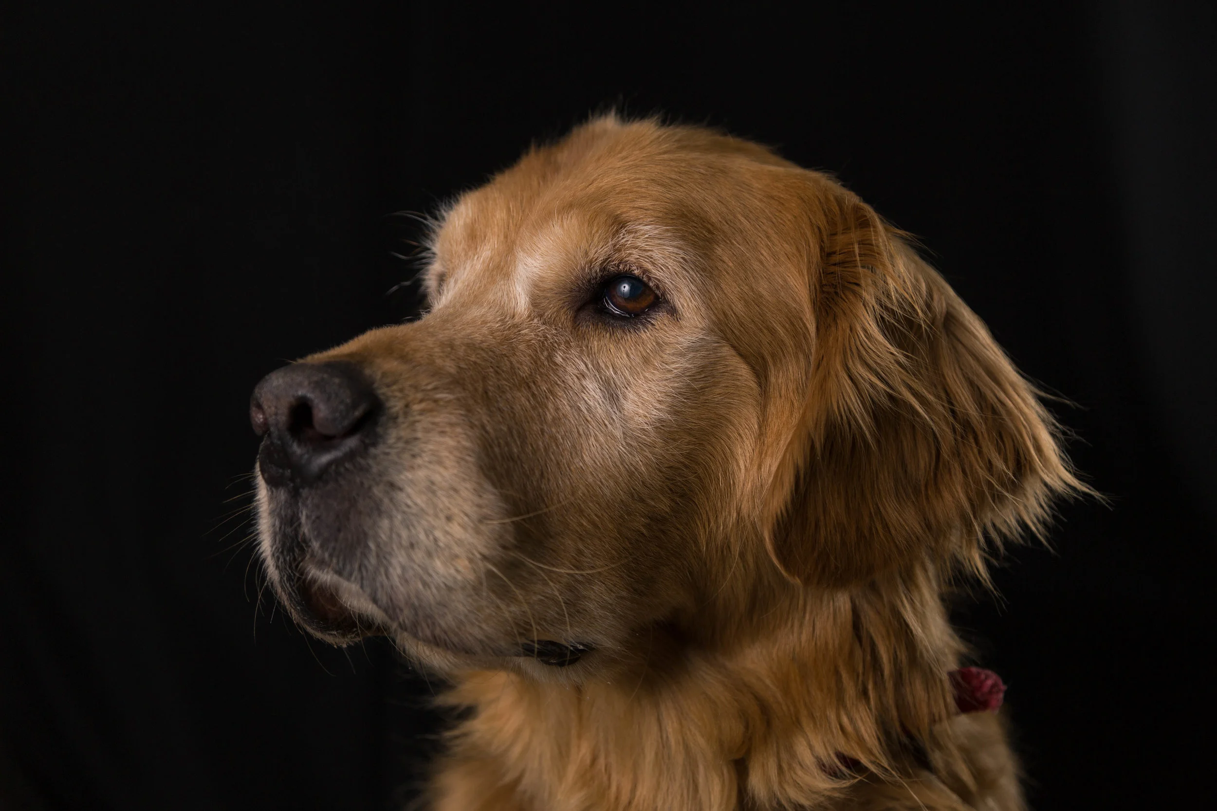 Darwin Portrait_NM_0311_010.jpg