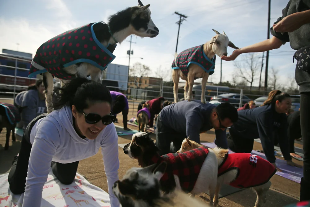 20190223_goatyoga_21.jpg