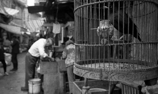 Shanghai-Bird.jpg