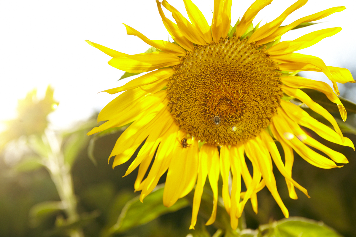 TM_E1_UrbanHomestead_179.jpg