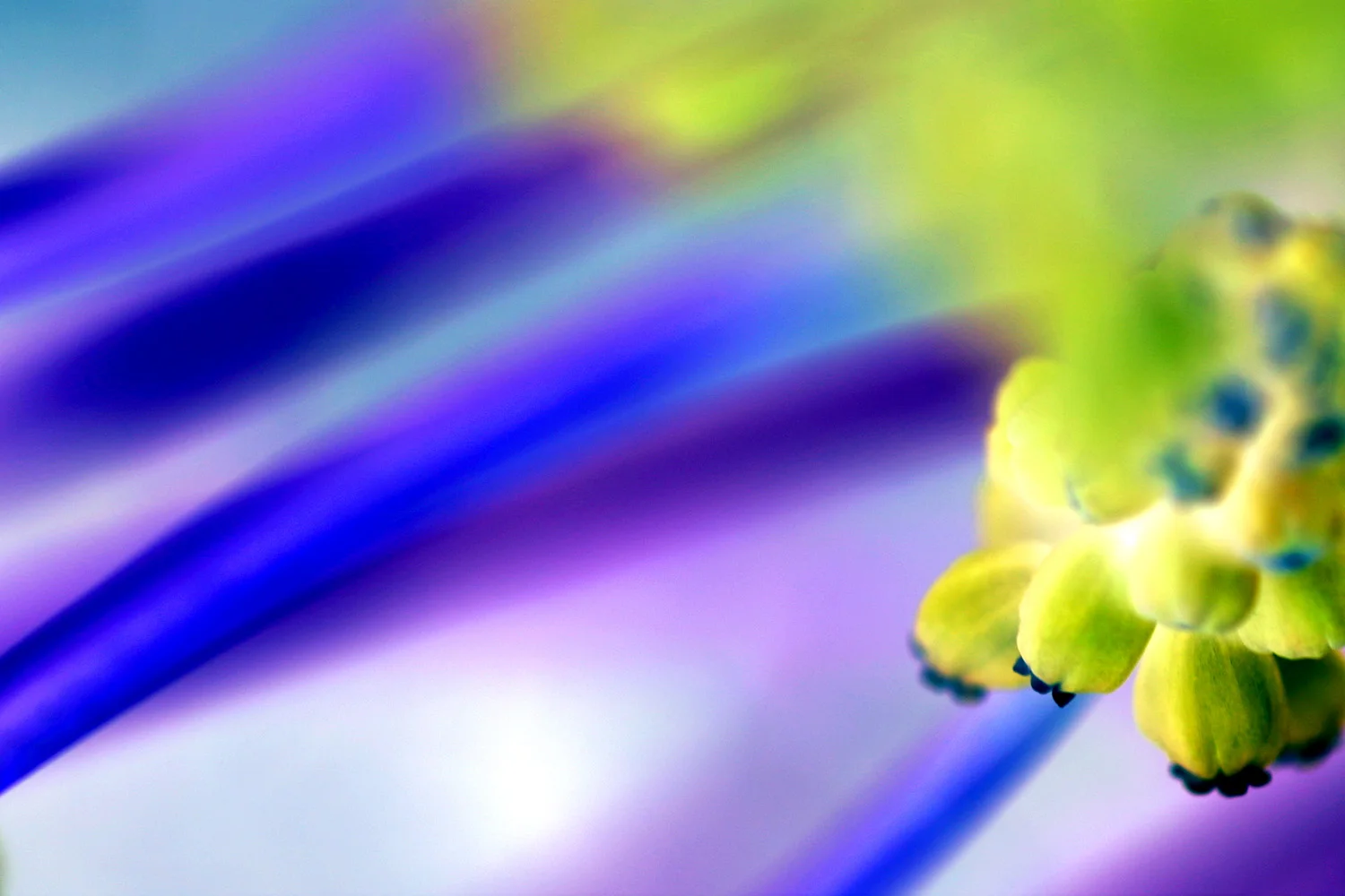 106-0689 i-blue bells*.jpg