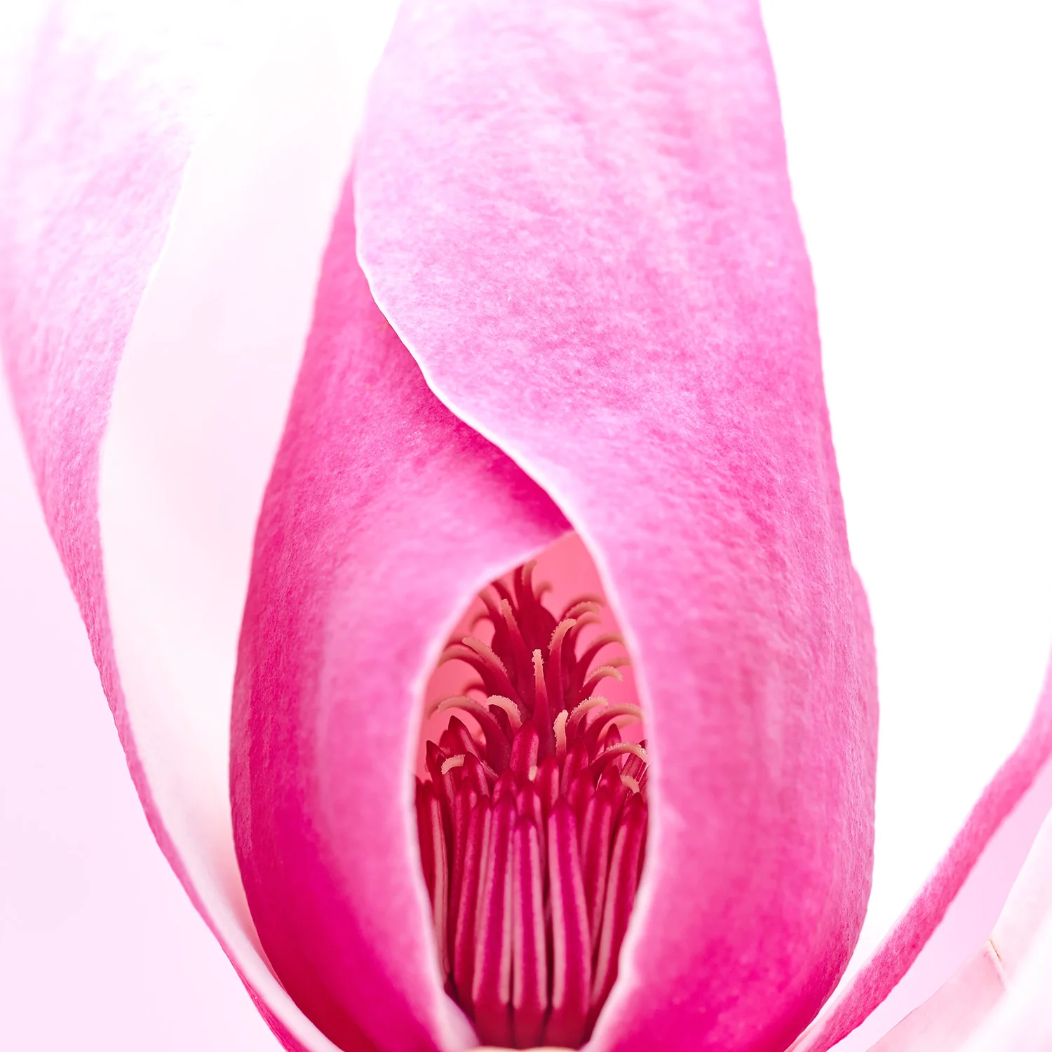 130131_TMPM_01_Magnolia_0106.jpg